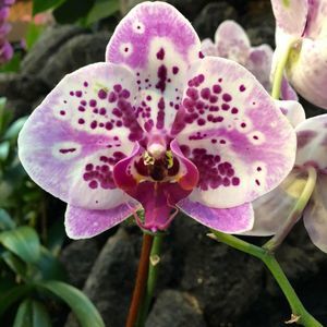 Meet your Posher, Keri